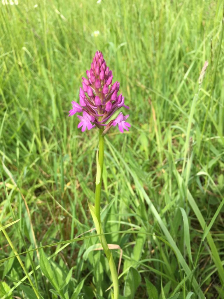 prairies calcaires
