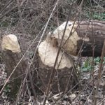 Tronc d'arbre rongé par les castors